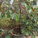 Semillas de fruto de leche: caimito, Chrysophyllum cainito