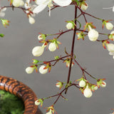 You Are My Life-Trailing Jasmine Flowers Seeds