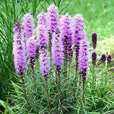 Prairie Blazing Star Seeds