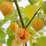Physalis Peruviana Fruit-Lantern Fruit Seeds