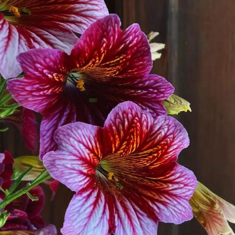 Semillas de gloria de la mañana chilena