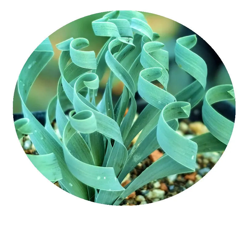 Rare Spring Grass Spiral Succulents