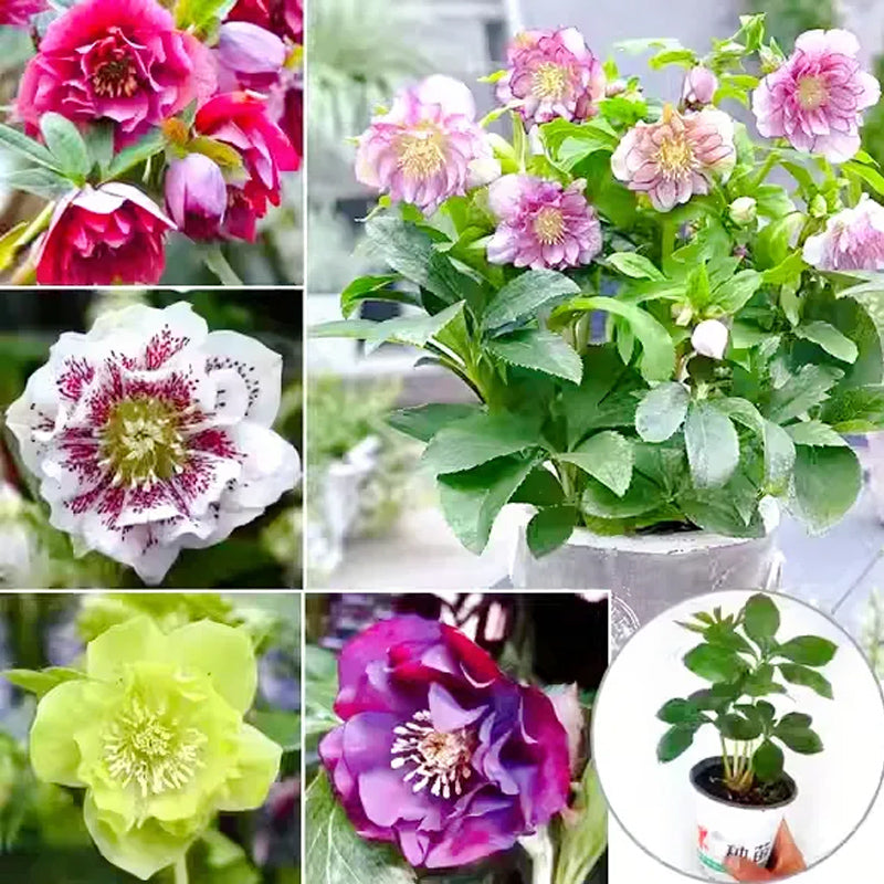 Colección Hellebore de Carnaval - Rosa de Navidad