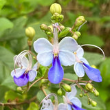 Blue Butterfly Flower Easy