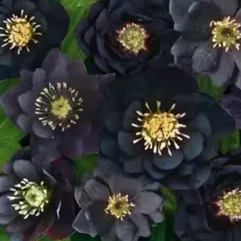 Rosa navideña-Eléboro negro