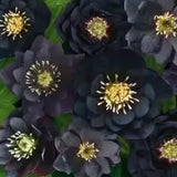 Rosa navideña-Eléboro negro