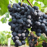 Midknight Beauty Grapes Seeds - Giant Rose (Rose scented)