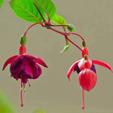 Fuchsia Hybrida Voss Seeds The fairy flower