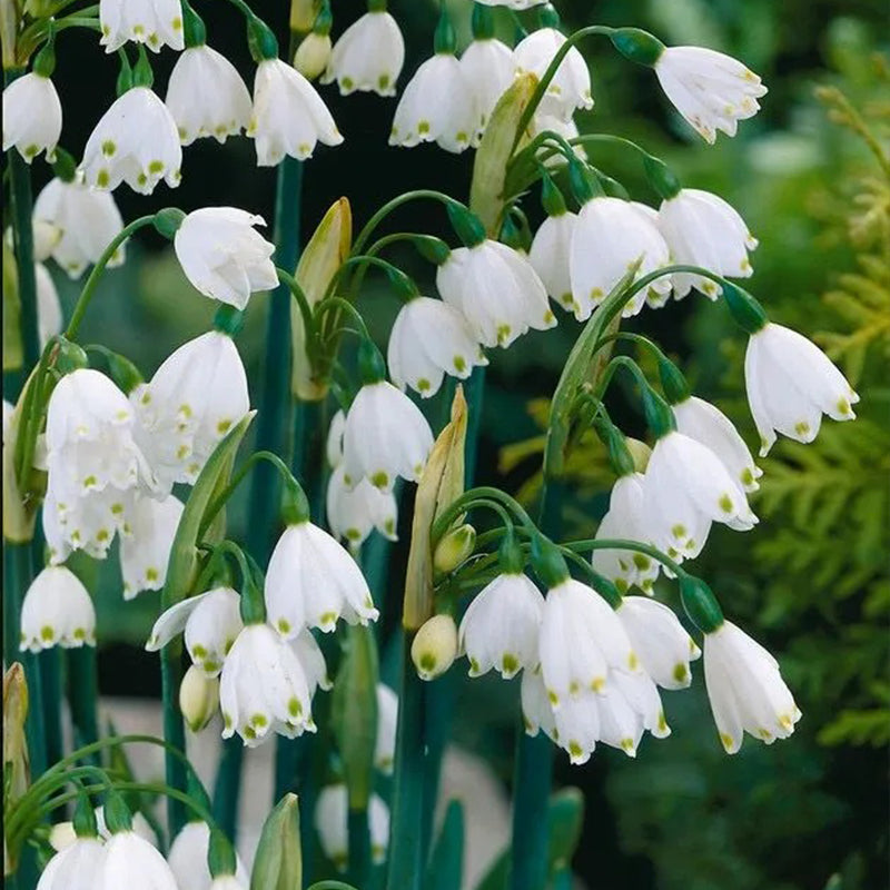 Copo de nieve de verano PureBeauty, nuevos comienzos