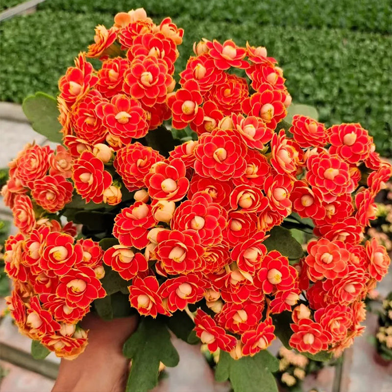 Semillas de flores de longevidad Golden Fox