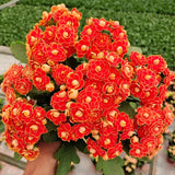 Semillas de flores de longevidad Golden Fox