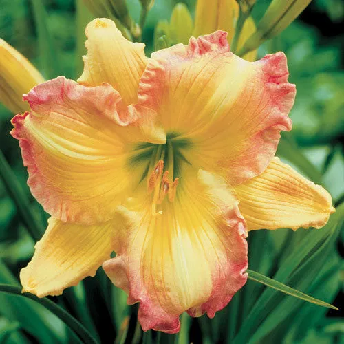 Daylily Hybrid Flowers Seeds, Hemerocallis Hybrid