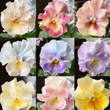 Pansy Winter Elf Series - I Miss You Endlessly