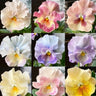Pansy Winter Elf Series - I Miss You Endlessly