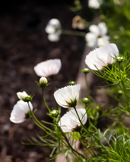 COSMOS CUPCAKE BLUSH FLOWER SEEDS