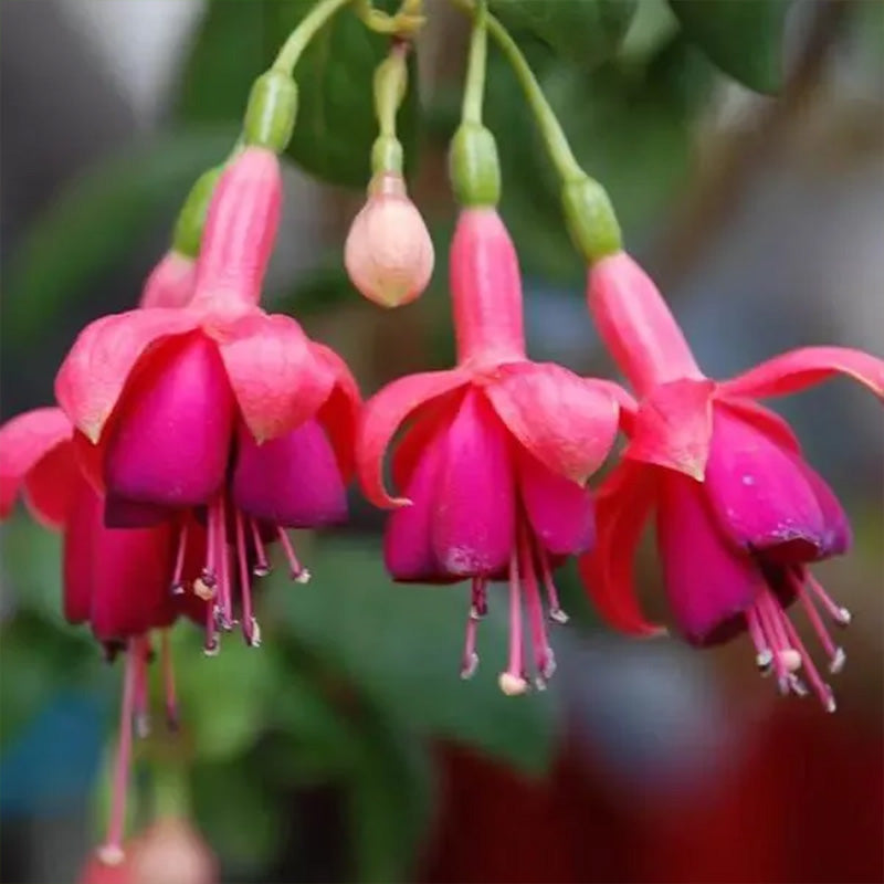 Fuchsia Hybrida Voss Seeds The fairy flower
