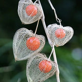Physalis alkekengi,Strawberry groundcherry,Winter Ground Cherry - Chinese Lantern Seeds