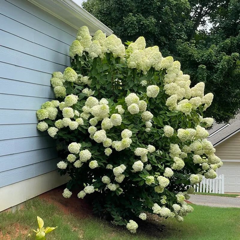 Hortensia con helado de fresa: belleza, reencuentro y gratitud