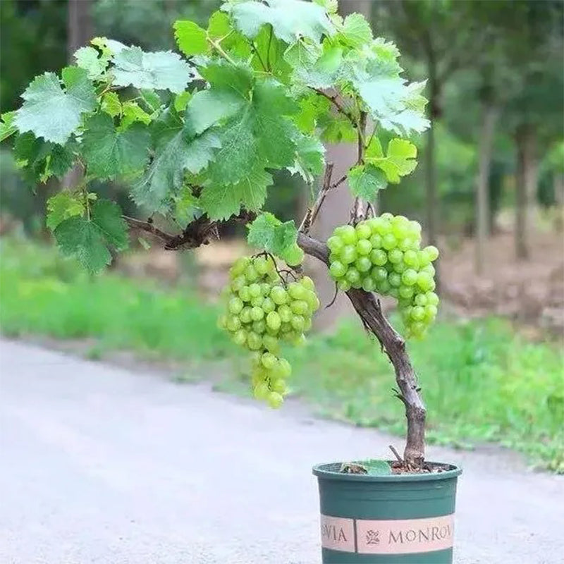 Muskat Tree Shine Muscat Tree Seeds-Sunshine Rose Grape(Can be potted) – Haiyiplants