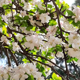 Begonia flowers Seeds