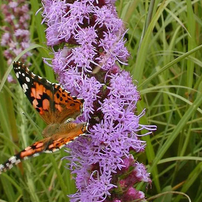 Prairie Blazing Star Seeds