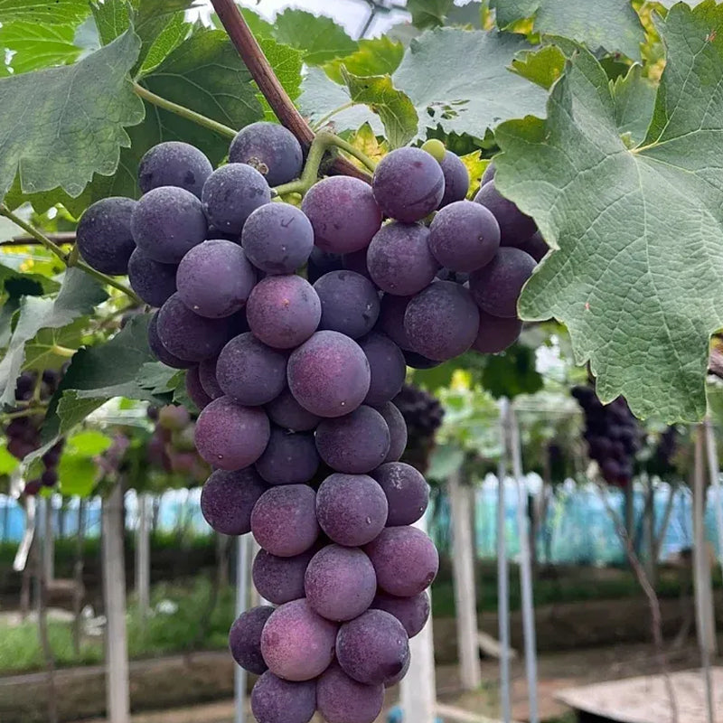 Midknight Beauty Grapes Seeds - Giant Rose (Rose scented)