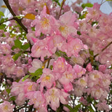 Begonia flowers Seeds