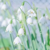 Copo de nieve de verano PureBeauty, nuevos comienzos