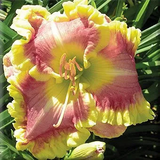 Daylily Hybrid Flowers Seeds, Hemerocallis Hybrid