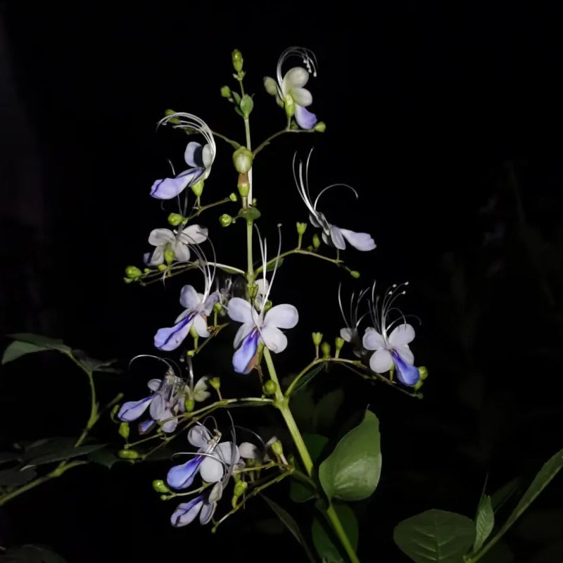 Blue Butterfly Flower Easy
