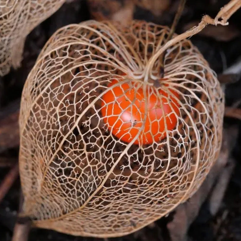Physalis alkekengi,Strawberry groundcherry,Winter Ground Cherry - Chinese Lantern Seeds