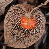 Physalis alkekengi,Strawberry groundcherry,Winter Ground Cherry - Chinese Lantern Seeds