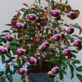 Semillas de fruto de leche: caimito, Chrysophyllum cainito