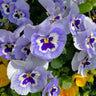 Pansy Winter Elf Series - I Miss You Endlessly