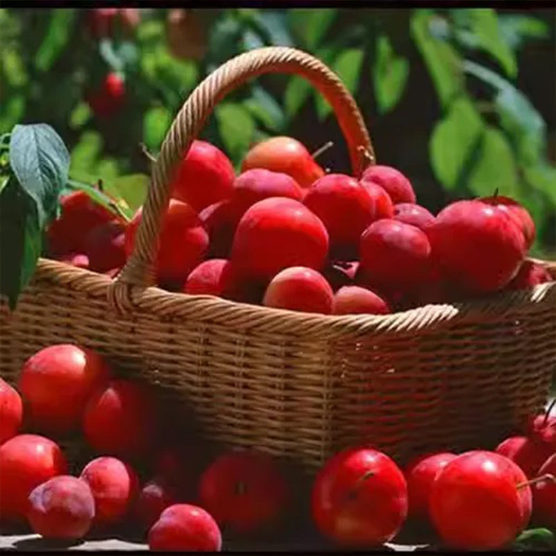 Semillas de bayas de rubí y calcio Prunus humilis
