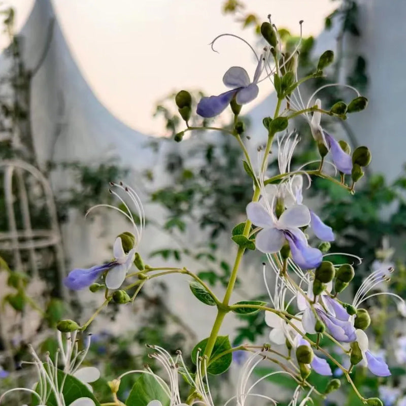 Blue Butterfly Flower Easy
