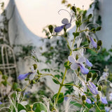 Blue Butterfly Flower Easy