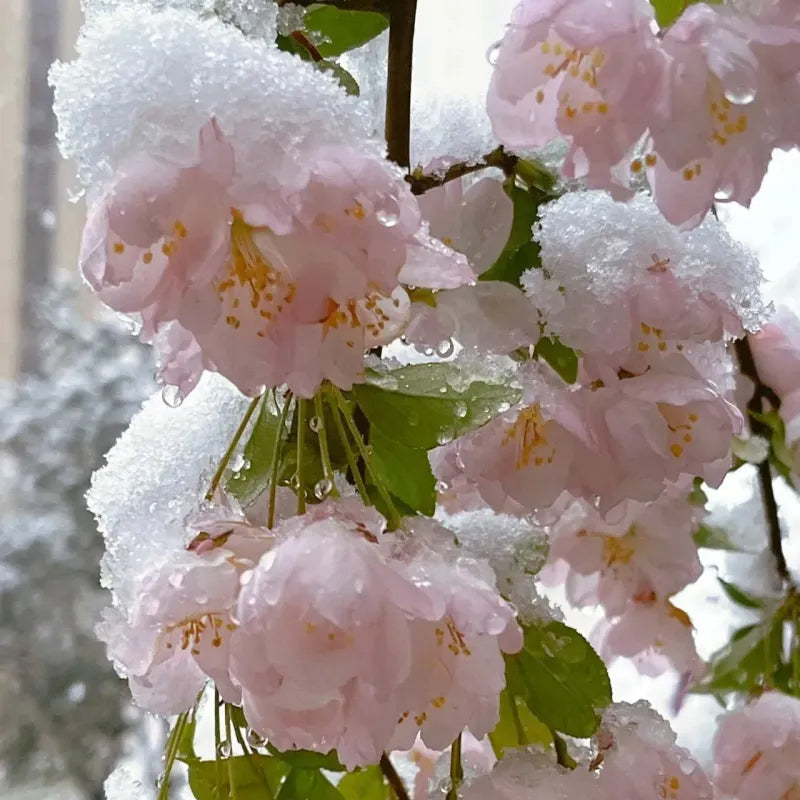 Begonia flowers Seeds