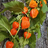 Physalis alkekengi,Strawberry groundcherry,Winter Ground Cherry - Chinese Lantern Seeds
