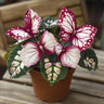 Butterfly Begonia: Unleash Whimsy in Your Garden!