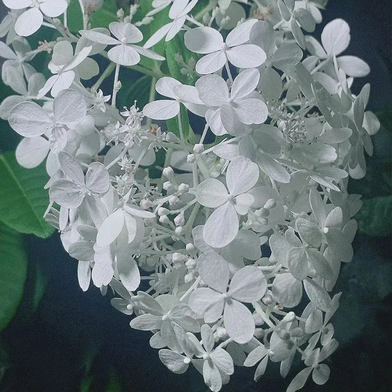 Hortensia con helado de fresa: belleza, reencuentro y gratitud