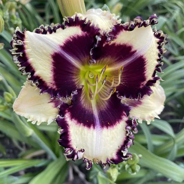Daylily Hybrid Flowers Seeds, Hemerocallis Hybrid