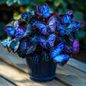 Butterfly Begonia: Unleash Whimsy in Your Garden!