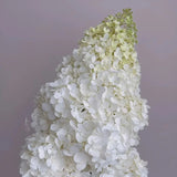 Hortensia con helado de fresa: belleza, reencuentro y gratitud