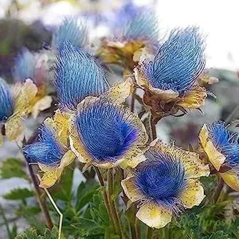 Semillas de flores de humo de pradera