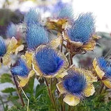 Semillas de flores de humo de pradera