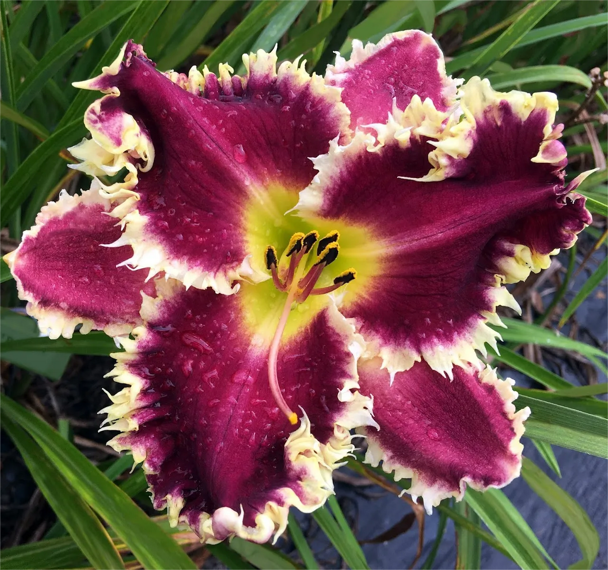 Daylily Hybrid Flowers Seeds, Hemerocallis Hybrid