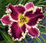 Daylily Hybrid Flowers Seeds, Hemerocallis Hybrid