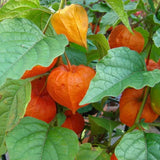 Physalis alkekengi,Strawberry groundcherry,Winter Ground Cherry - Chinese Lantern Seeds