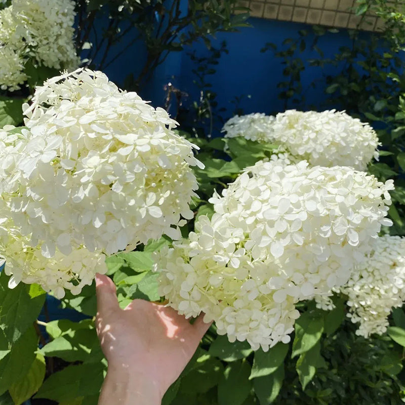 Hortensia con helado de fresa: belleza, reencuentro y gratitud